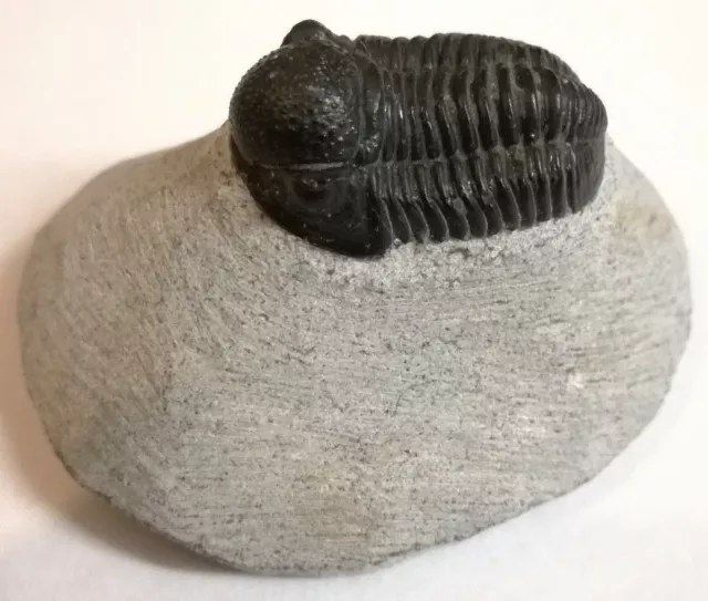 Trilobite Fossil Reedops - Ordovician - Morocco - Select Your Own - UK Seller