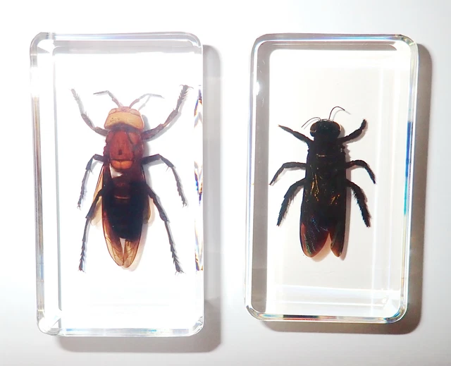 Murder Hornet & Carpenter Bee Set 2 Clear 73x40x16 mm Block Education Specimen
