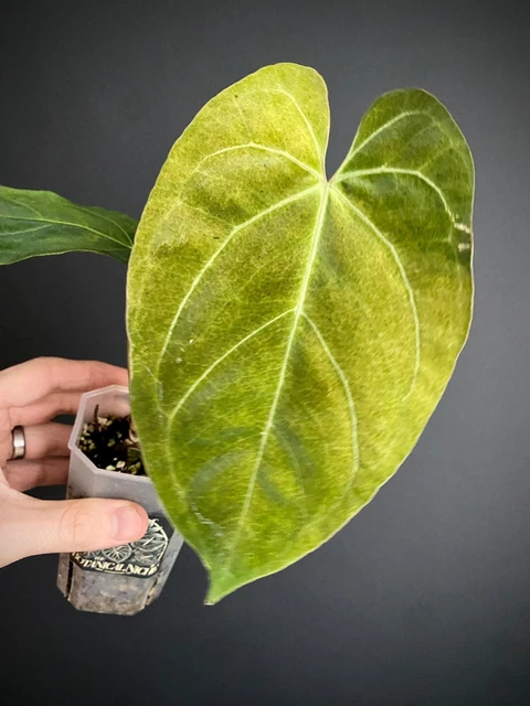 ANTHURIUM PROPINQUUM 68.30 - PicClick UK