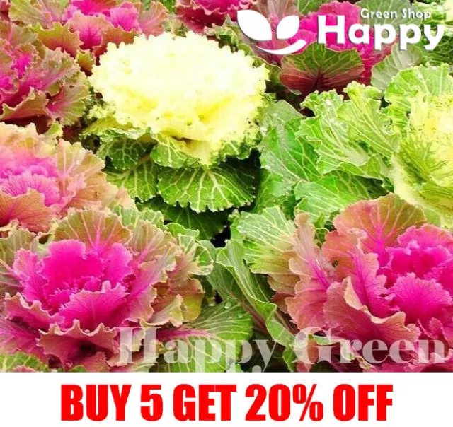 Ornamental Cabbage MIX  - 180 SEEDS - Brassica Oleracea - ANNUAL - Cut flower