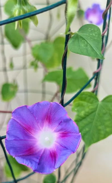 IPOMOEA MORNING GLORY Live Plant $10.00 - PicClick