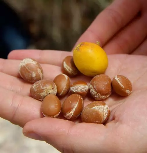 Argania Spinosa - 5 Seeds - The Argan Nut Tree - MOROCCO GOLD ! VERY FRESH SEEDS