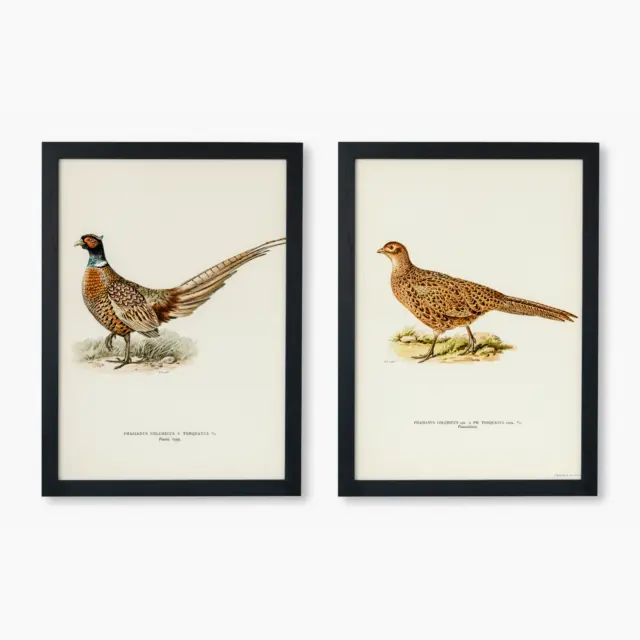 Ring-Necked Pheasant Bird Collection Wall Art Print Poster | Quality Set Of 2