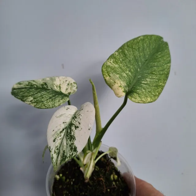 Monstera Deliciosa Mint Unique Plant Exact Plant 12.23.6