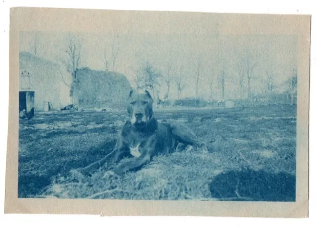 photo cyanotype anonyme snapshot 1910 portrait de Chien - dog photo