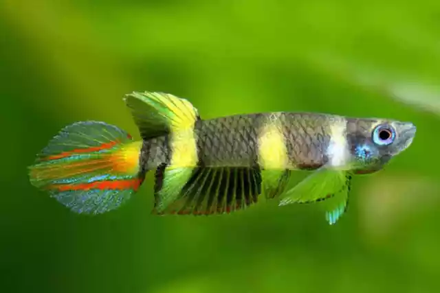 🔥 Rocket Clown Killifish Nano Fresh Water Aquarium Live Fish