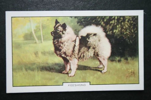 KEESHOND  Vintage 1930's  Coloured Card  XC05