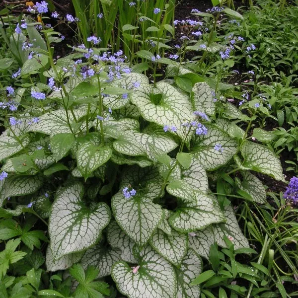 1 x Brunnera macrophylla 'Jack Frost‘ (Kaukasus Vergissmeinnicht) 3