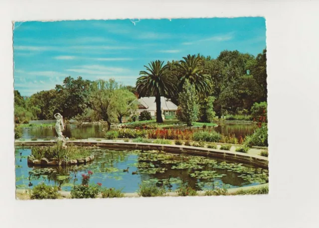 Botanical Garden Adelaide South Australia Vintage 1965 Postcard