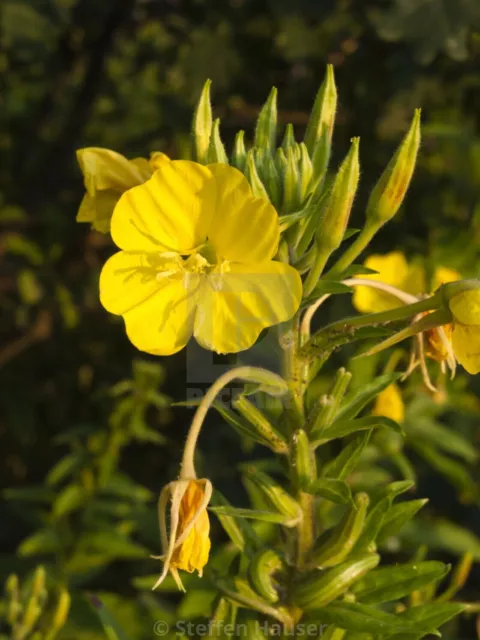 ONAGRA COMÚN - HIERBA DEL VINO Oenothera biennis 50+ Semillas Seed Graines R 072