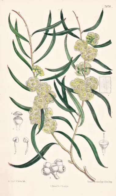 Eucalyptus Stricta New South Wales Blume Botanik botany Lithographie Curtis 7074