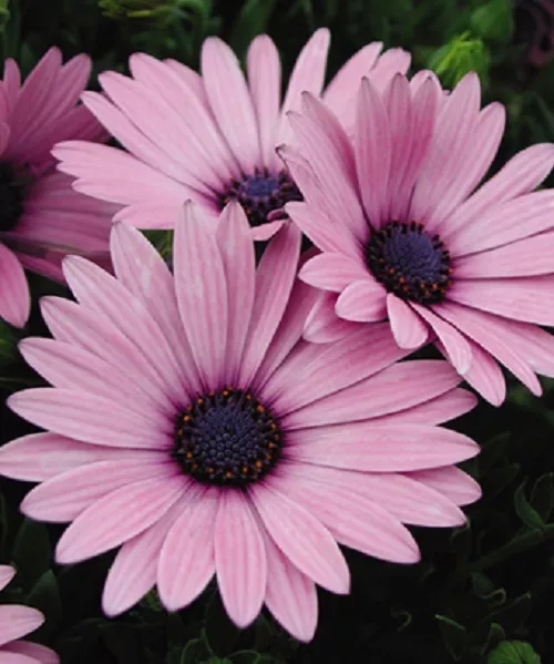 Nouveau! 20 + Rose Osteospermum Semences Florales/Pérenne