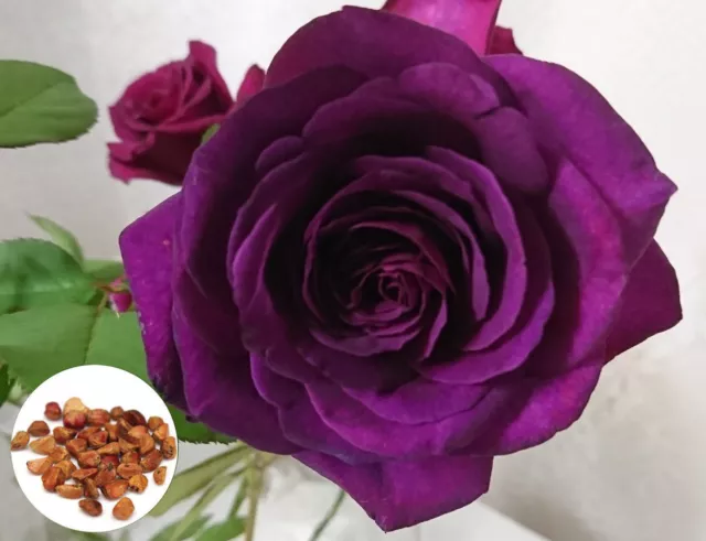 50 Deep Purple Rose Flower Plant Seeds, Rare Exotic Rose Seeds Home Garden