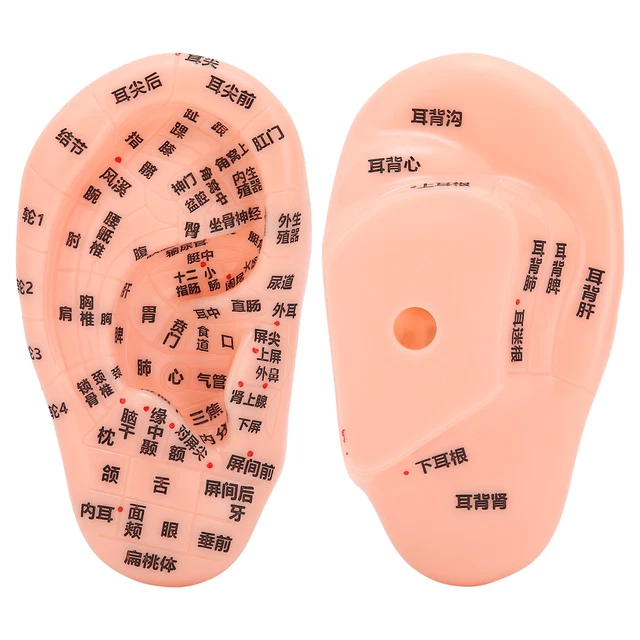 Ear Zone Model Ear Acupoint Pressure Point Learning Acupuncture Model 13cm FS1
