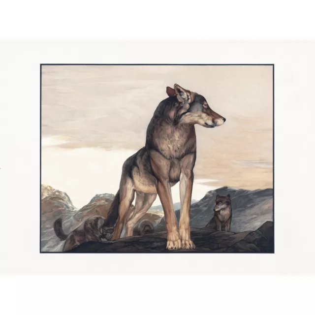 Detmold Akela Lone Wolf Jungle Book Painting Extra Large Art Poster