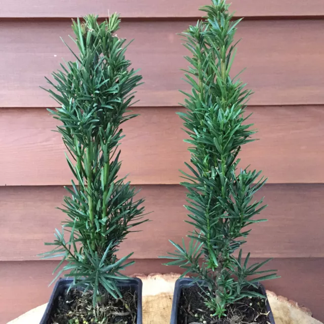 5 Stück winterharte Säuleneibe Taxus baccata fastigiata 10-15cm im Topf