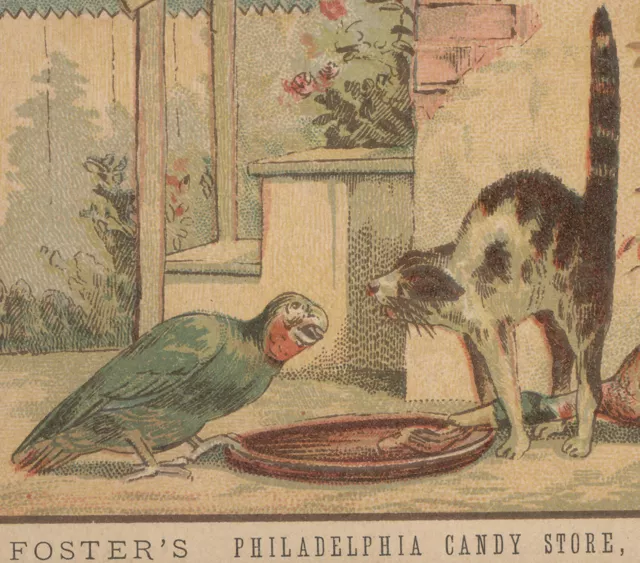 PHILADELPHIA TRADE CARD,FOSTER'S CANDY STORE,244 ESSEX St PARROT, CAT,DUCK  V424