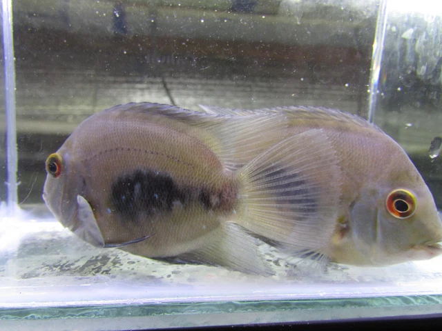 Group of 5 Uaru amphiacanthoides 2 inches.