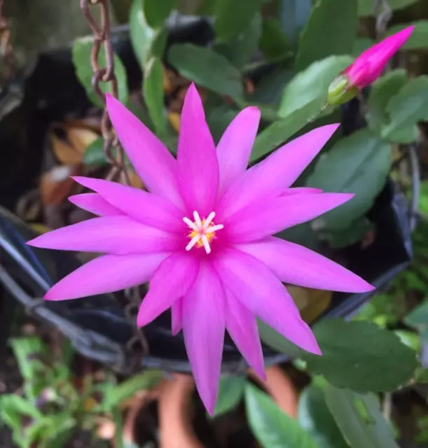 Easter Cactus - Rhipsalidopsis Gaertneri - HOT PINK Flowers x 2  fresh Cuttings