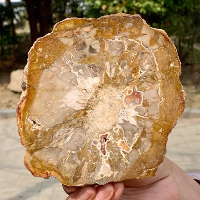 Losa de madera petrificada natural de 1,49 lb rebanada de madera fosilizada espécimen de gema de cristal