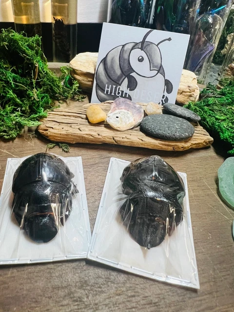 Heliocopris bucephalus Thailand Dung Beetle Pair - Scarab Beetle