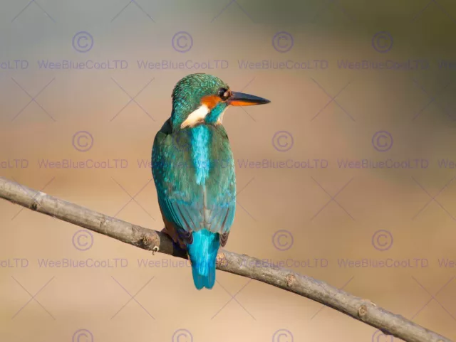 Photograph Nature Animal Bird Kingfisher Cool Iridescent Art Print Mp5624B