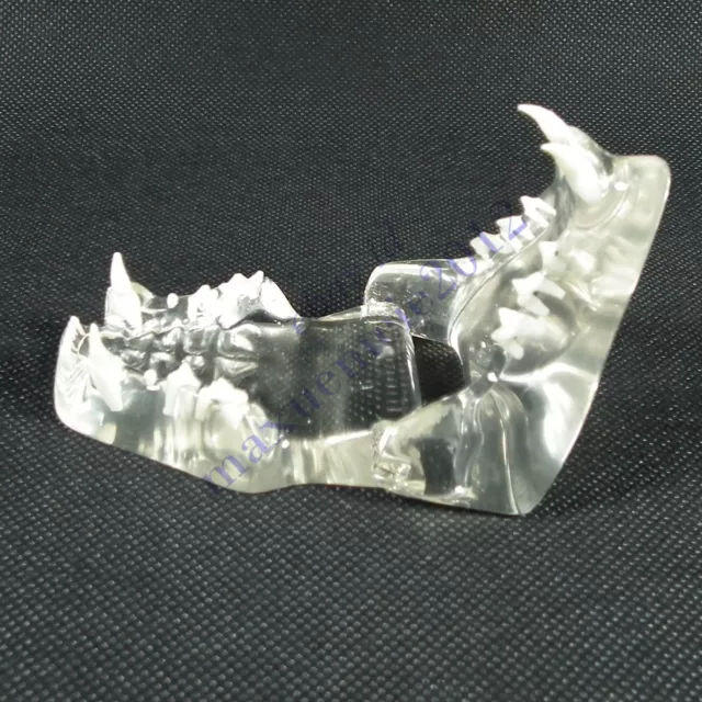 HS feline jaw teeth anatomical model clear veterinary anatomy cat display study