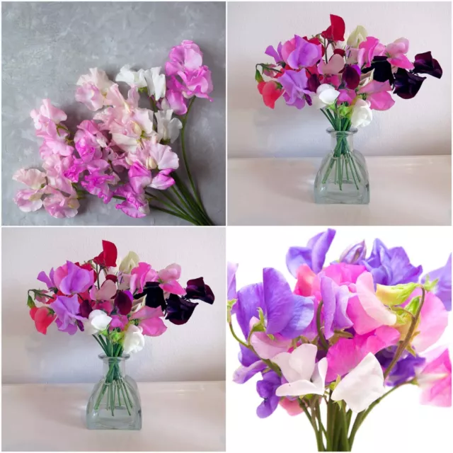 Sweet Pea Mammoth Mix 10+ Seeds FLOWER GARDEN Cottage sweetpea sweetpeas NON-GMO