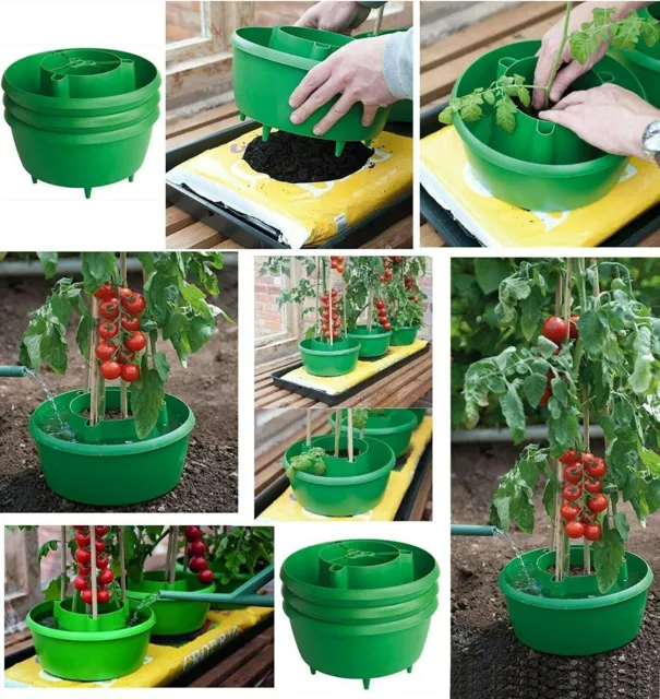 6x Plant Halos Green Watering Halo Ring Tomato Grow Bag With Bamboo Cane Support