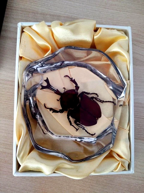 Real Rhinoceros Beetle Insect  Abstract Shaped Enclosure Desktop Paperweight