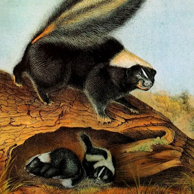 John Audubon Wildlife Common American Skunk Vintage Book Plate Print 42