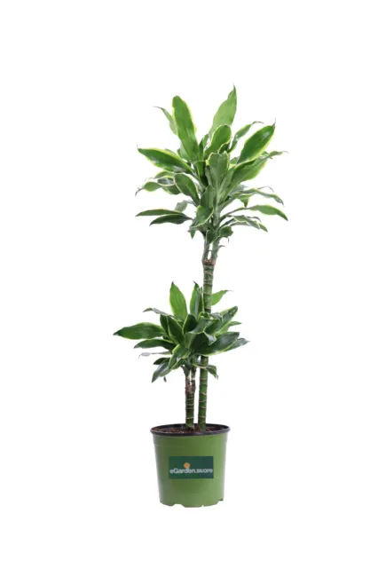 PIANTA DI DRACENA Golden Coast pianta vera tropicale ornamentale da interno  EUR 125,00 - PicClick IT