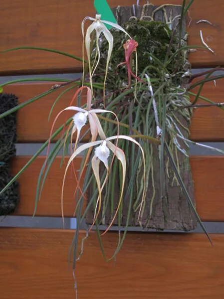 Orchid Orchidee Brassavola cucullata × sib, FRAGRANT (20 L) 2