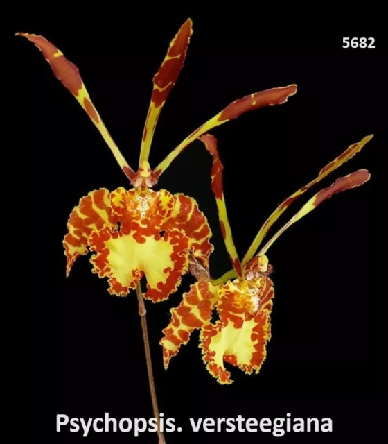Orchid Psychopsis versteegiana