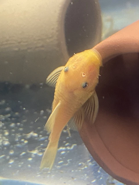 6 lemon blue eye bristlenose pleco 1” (read description)