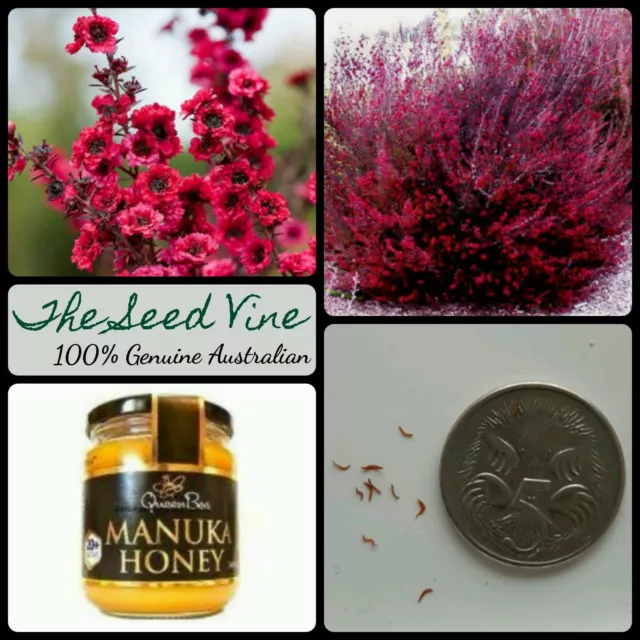 200+ MANUKA TEA TREE SEEDS (Leptospermum scoparium) ORGANIC Honey Medicinal