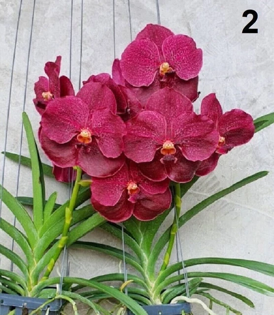 Vanda Starter Roots RARE GENUINE THAI Hybrid Vanda Orchid Bare Root Healthy Plant-Wilas Red ...
