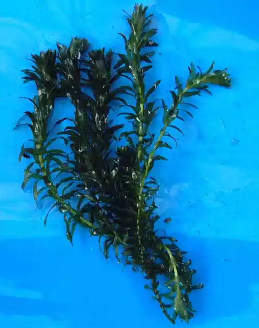 Pond/Aquarium LIVE Oxygenating Plant Fish Tank Water Aquatic Weed Oxygenator 2