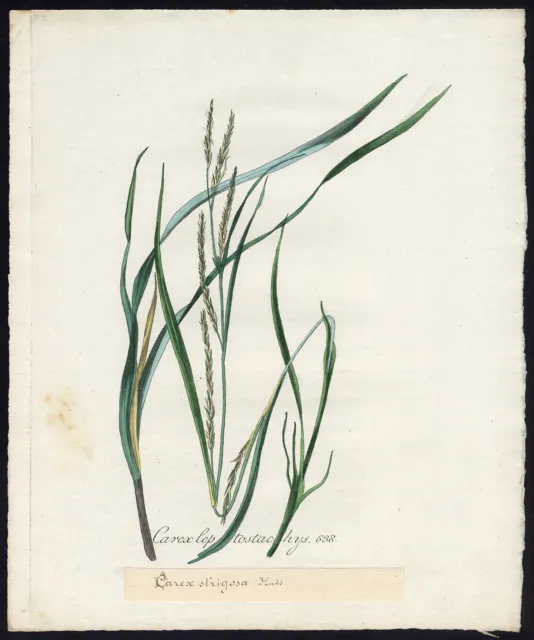 Antiker Druck-CAREX STRIGOSA-SEDGE-GRAS-638-Flora Batava-Sepp-1800