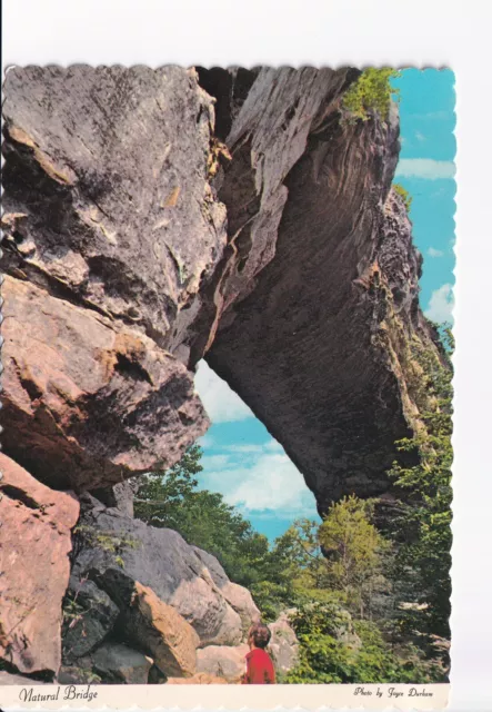 VINTAGE POSTCARD CONTINENTAL Natural Bridge Natural Bridge State Park