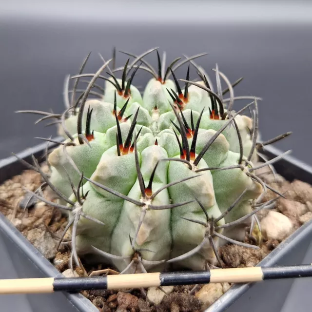 Eriosyce Paucicostata (Blue Form) 7 cm. pot rare Cactus Succulent Copiapoa