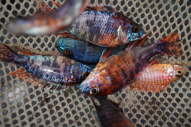 4x Assorted Peacock Cichlid (2.5 to 4") Live Fish