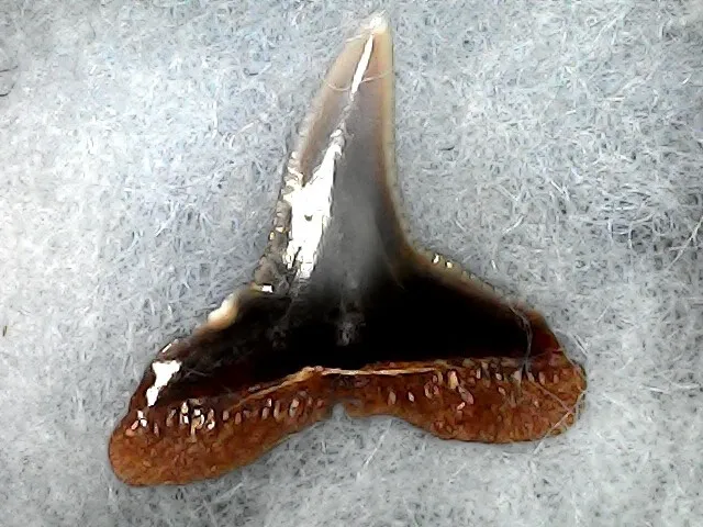 Shark Tooth - Carcharhinus Brachyurus Miocene Sup Chili 1Jan24