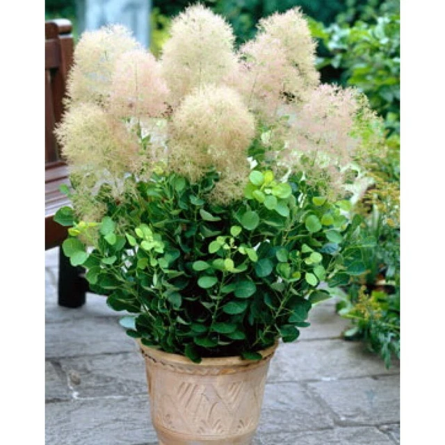 COTINUS COGGYGRIA YOUNG Lady - Dwarf Smoke Bush - Popular Garden Shrub ...