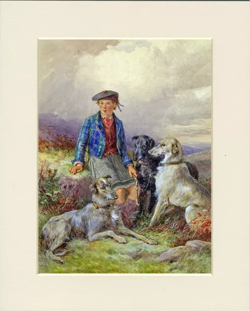 Deerhound Dogs And Scots Lad Lovely Dog Art Print Mounted Ready To Frame