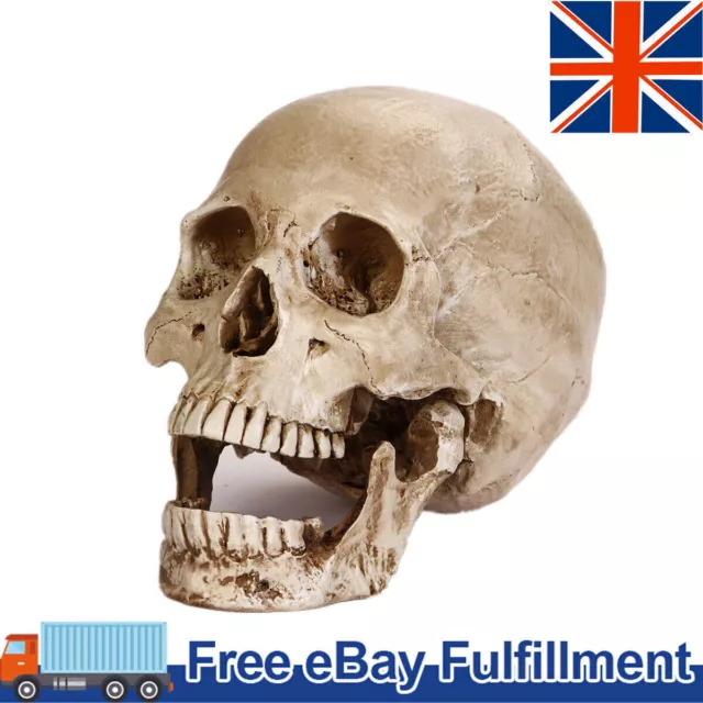 Lifesize Realistic Human Skull Replica Resin Model Anatomical Halloween Decor