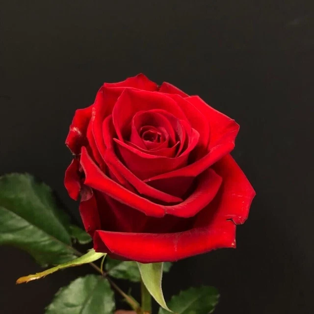 10 X Rare Red Rose Seeds Garden Plant Flower Quality Seedling UK