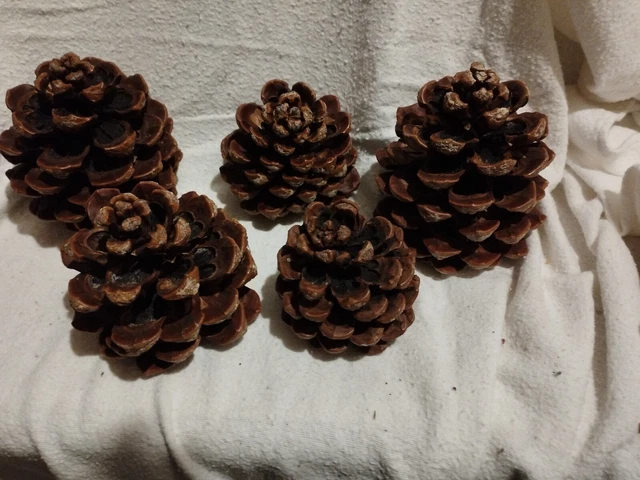 Tannenzapfen Trockenblumen - 5 St. Allerheiligen - Weihnachten Floristik Gesteck