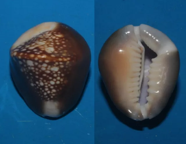 Tonyshells Seashells Cypraea caputserpentis SERPENT'S HEAD COWRY 27.2mm GEM