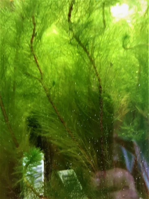 Myriophyllum Scrabatum Plante Aquatique - Plante Aquarium